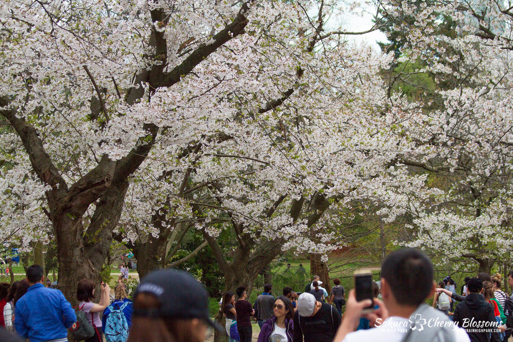 Cherry Blossums in High Park