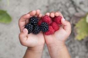 berry picking Calgary