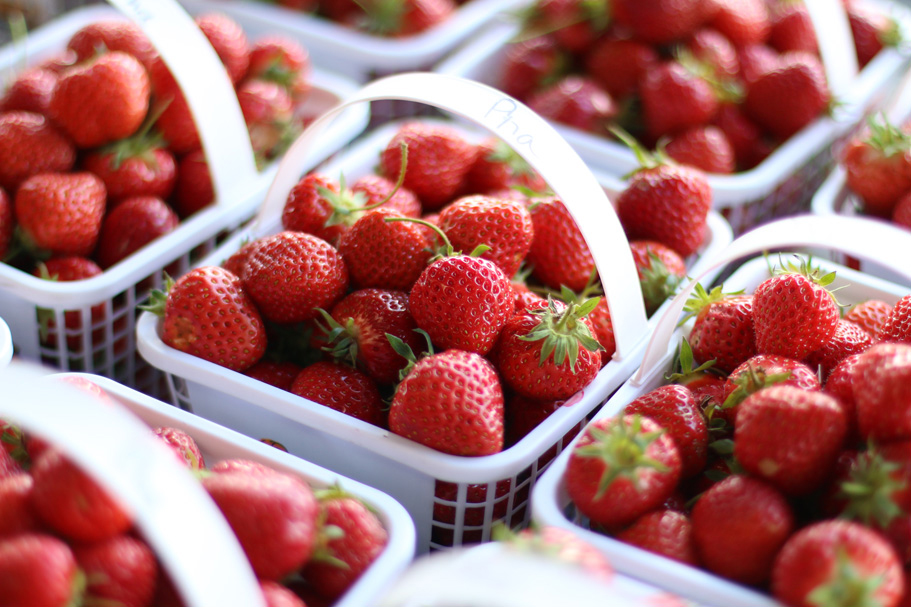 Where to Go Strawberry Picking, Ottawa and Area SavvyMom