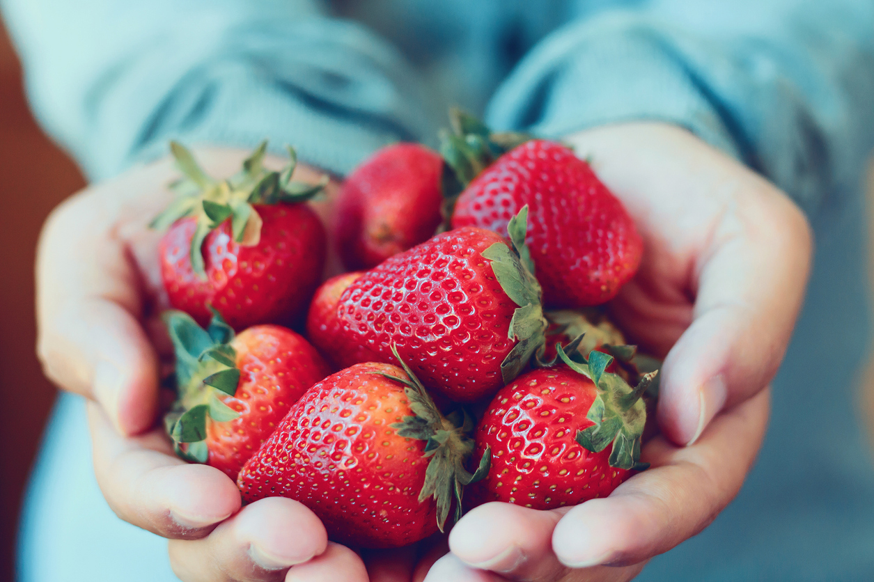 Strawberry Picking Ottawa