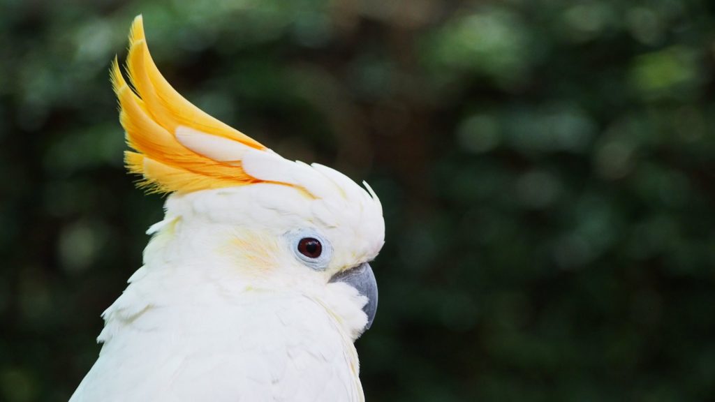 Bloedel Conservatory