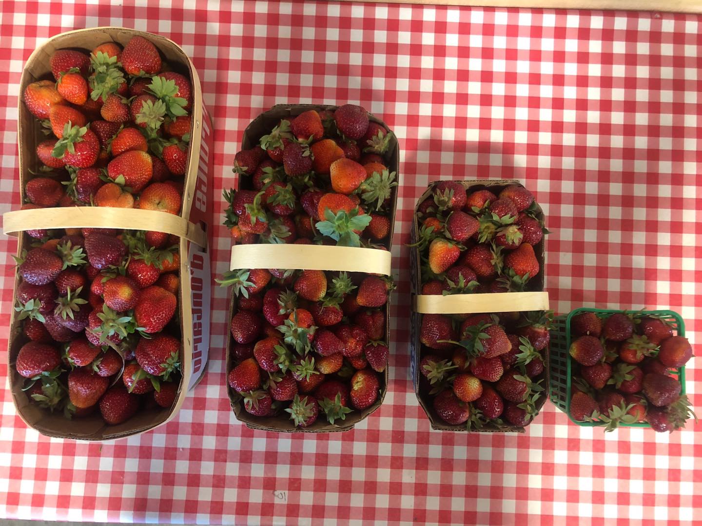 Best Spots for Berry Picking Near Toronto SavvyMom