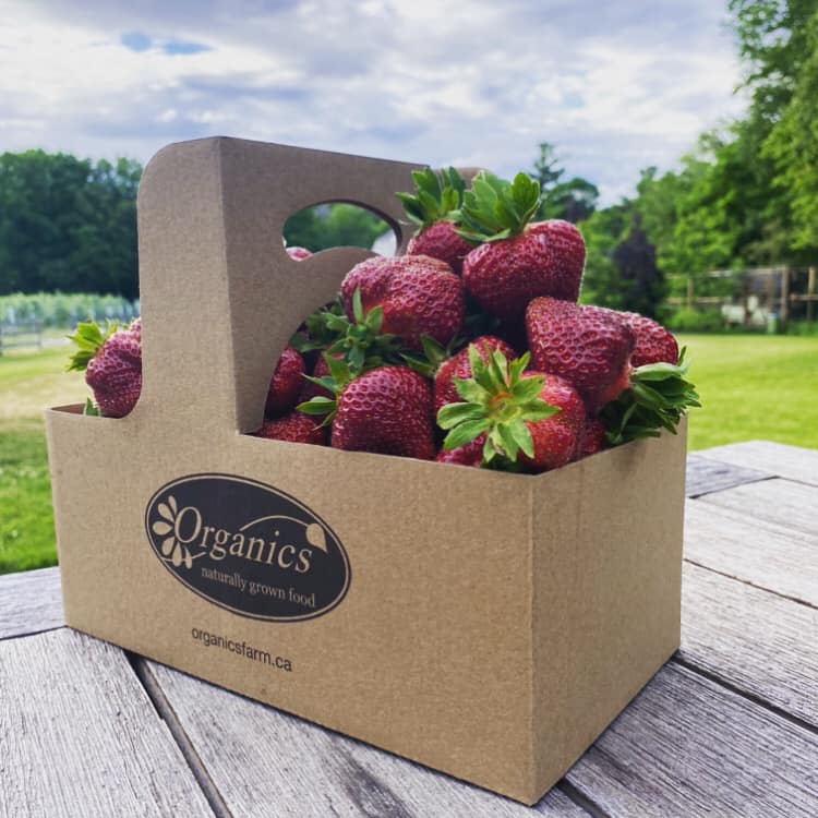 SavvyMom-Berry-Picking-Toronto-Organics-Farm