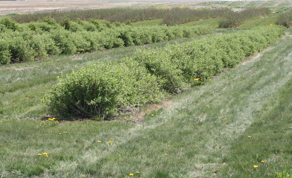 UPick Berry Farms Near Calgary SavvyMom