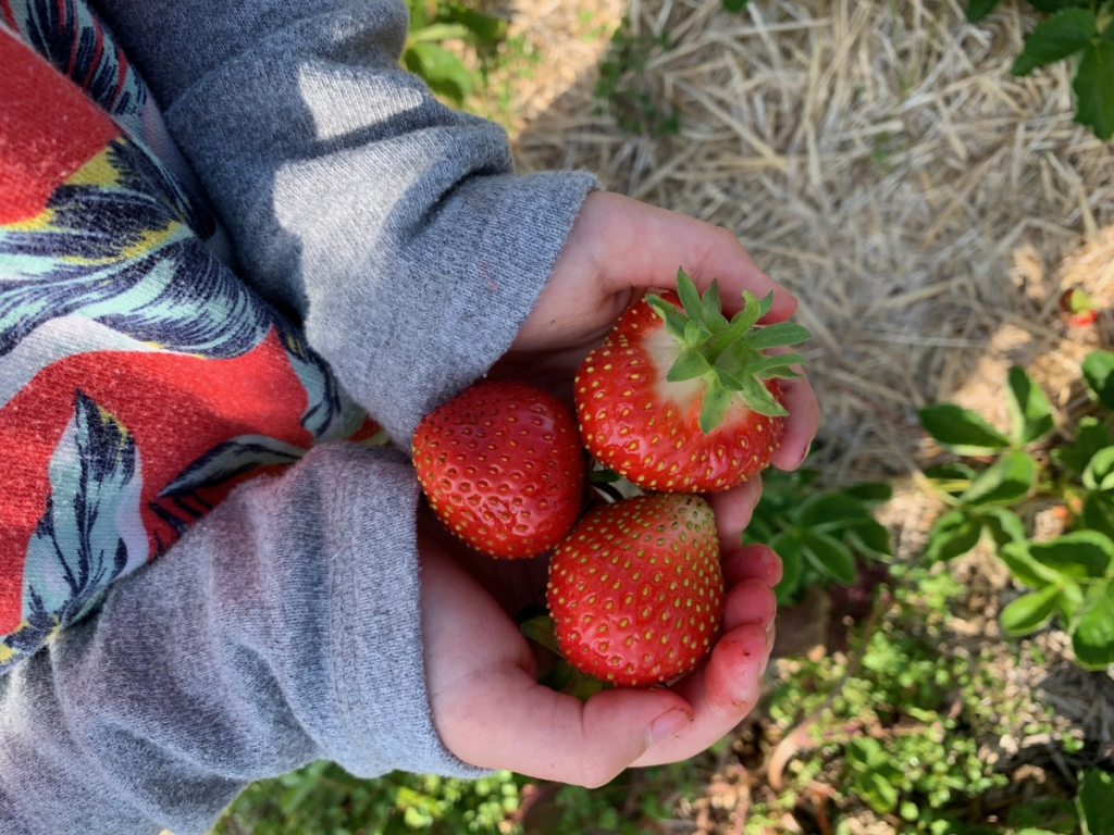 UPick Berry Farms Near Calgary SavvyMom