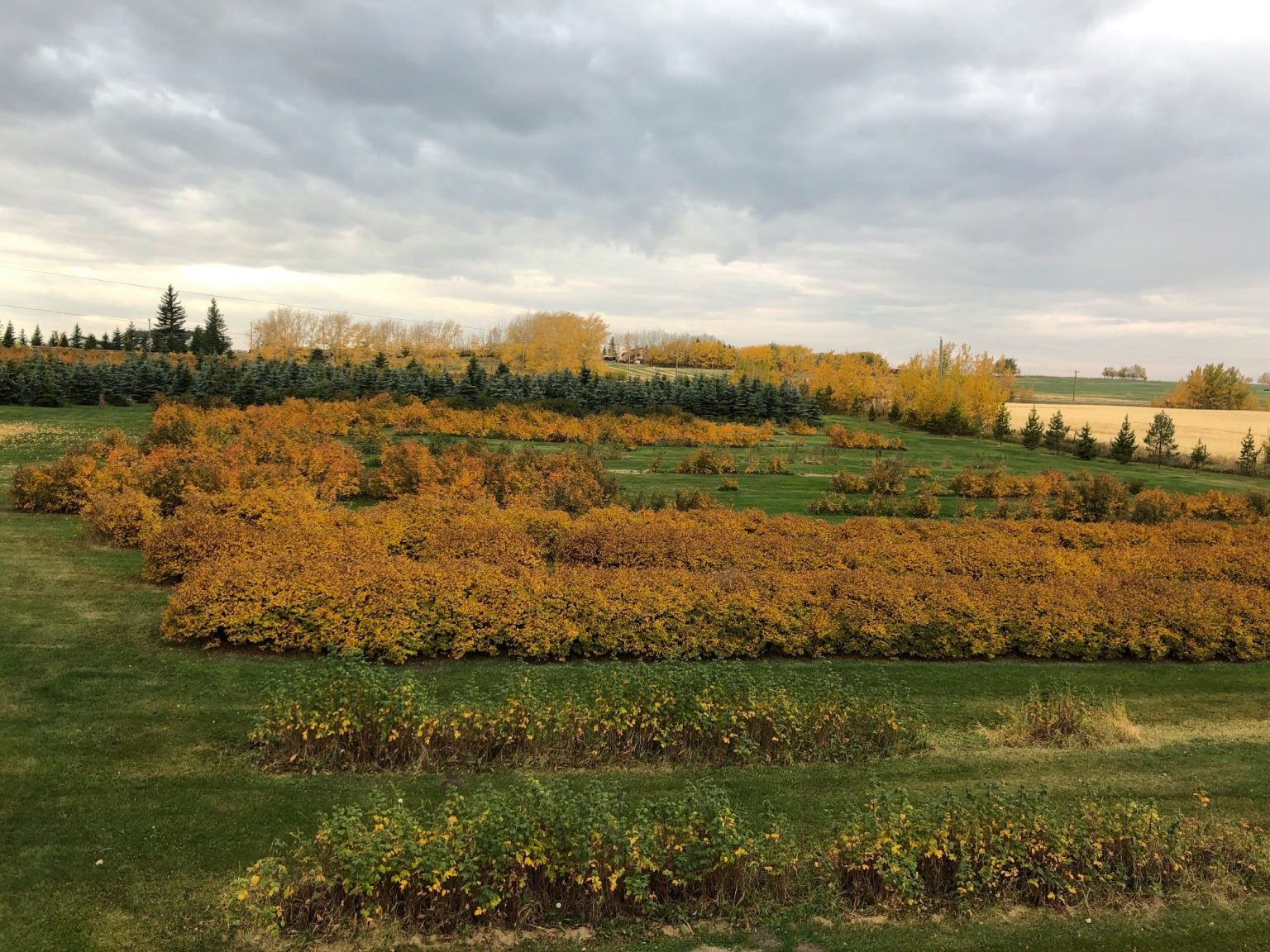 UPick Berry Farms Near Calgary SavvyMom
