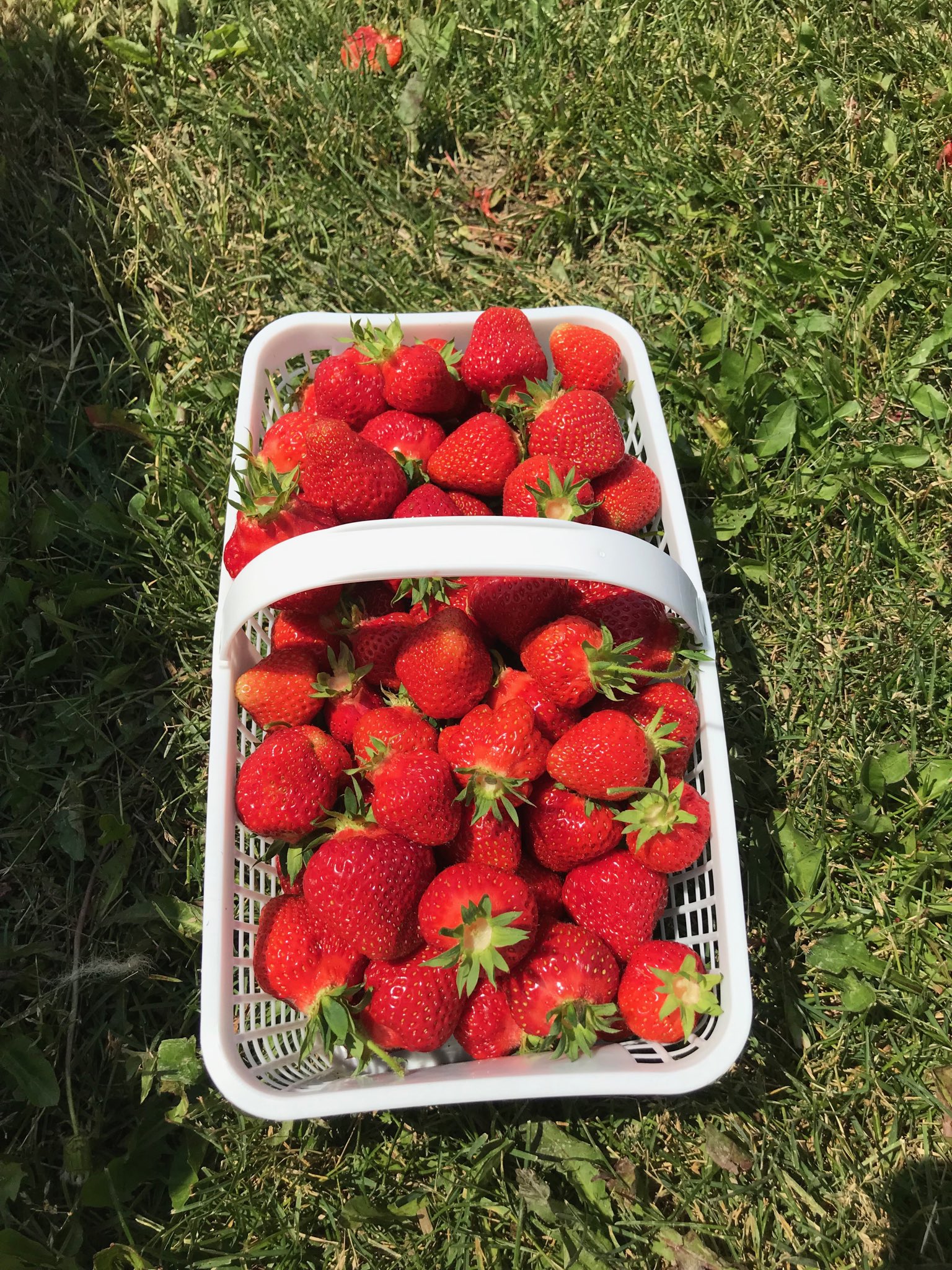 SavvyMom-Shouldice-Farm-Strawberry-Picking