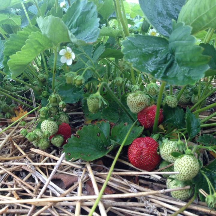 SavvyMom-Strawberry-Picking-Toronto-Butts-Berry-Farm