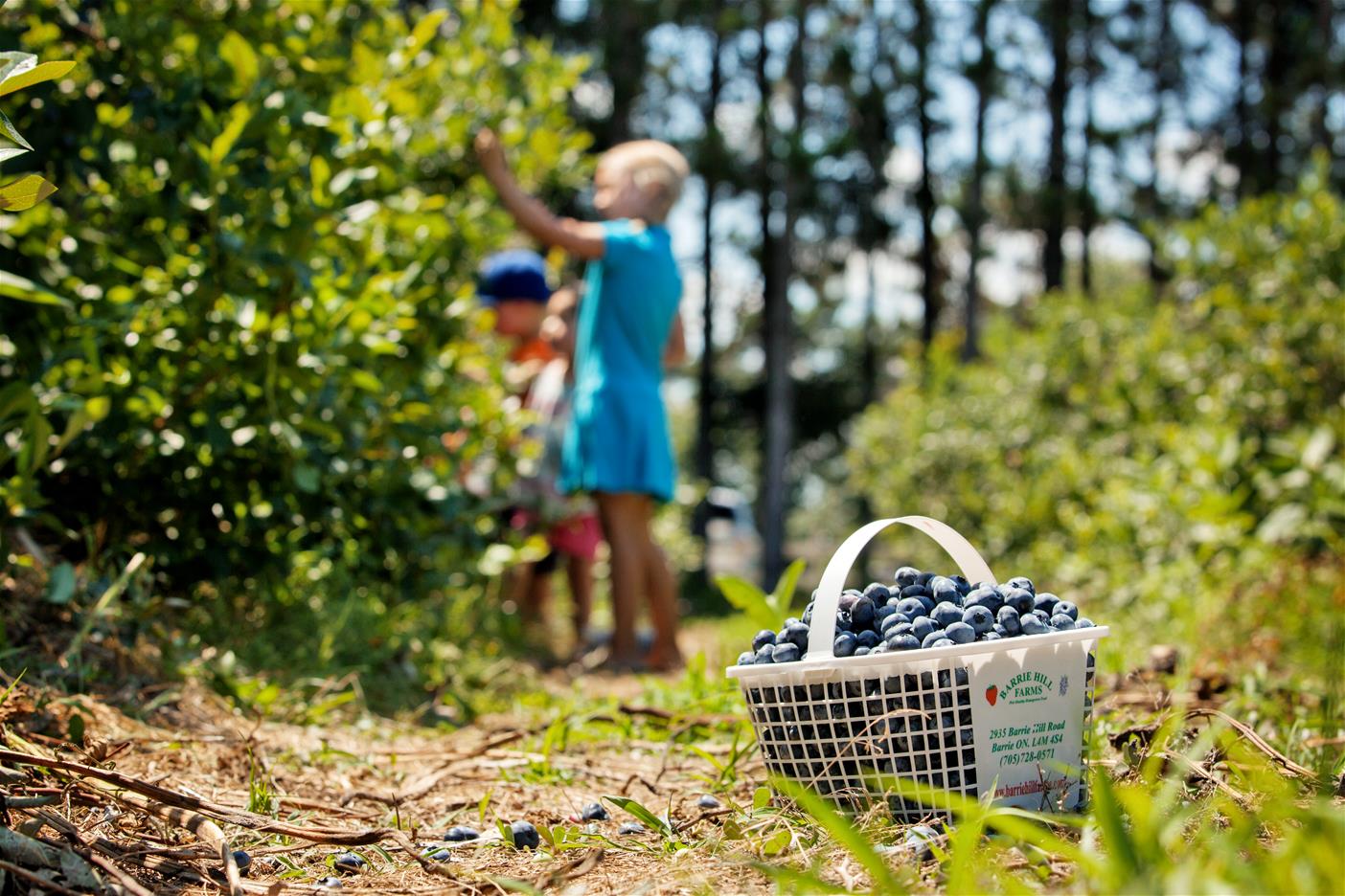 Toronto Berry Picking Barrie Hill Farms
