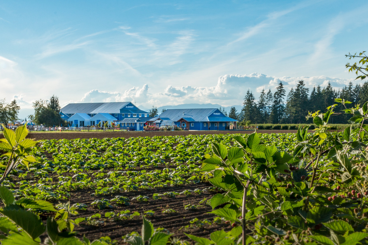 SavvyMom-Vancouver-U-Pick-Berry-Farms-Krause