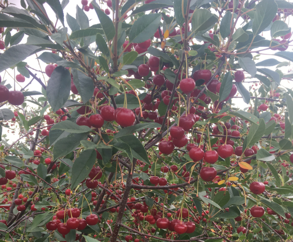UPick Berry Farms Near Calgary SavvyMom