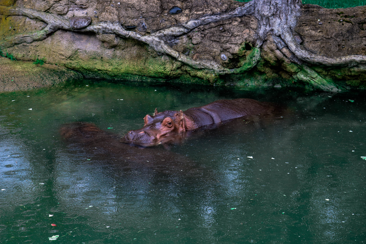 Toronto Zoo Hippo