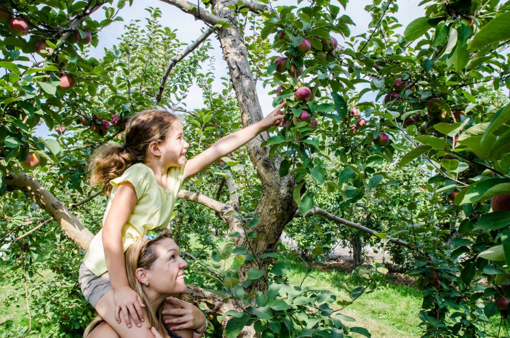 Apple Picking Near Toronto - SavvyMom