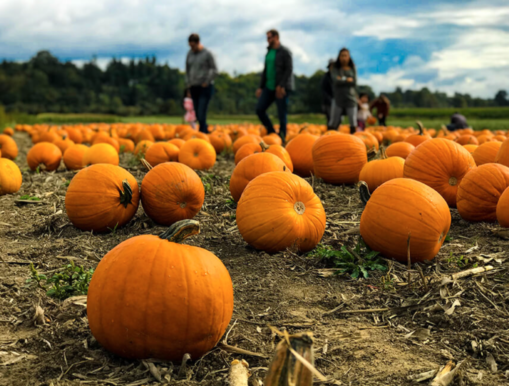 Pumpkin Patches in Calgary - SavvyMom