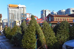 Ottawa Christmas Tree Lots and Farms - SavvyMom