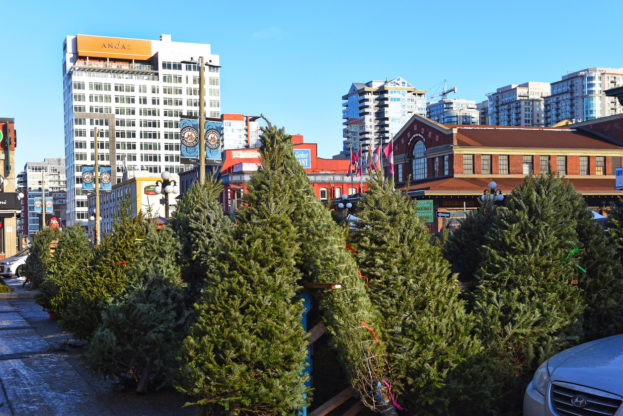 Ottawa Christmas Tree Lots and CutYourOwn Tree Farms SavvyMom
