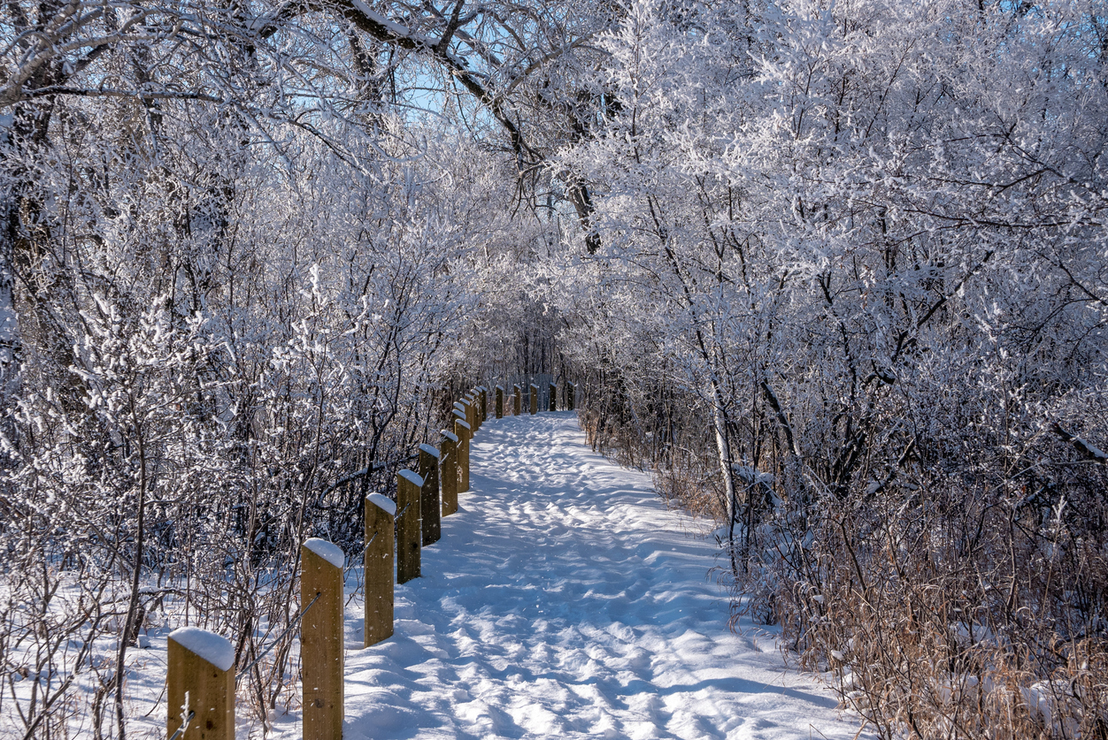 Winter Hikes in Calgary Inglewood Bird Sanctuary - SavvyMom