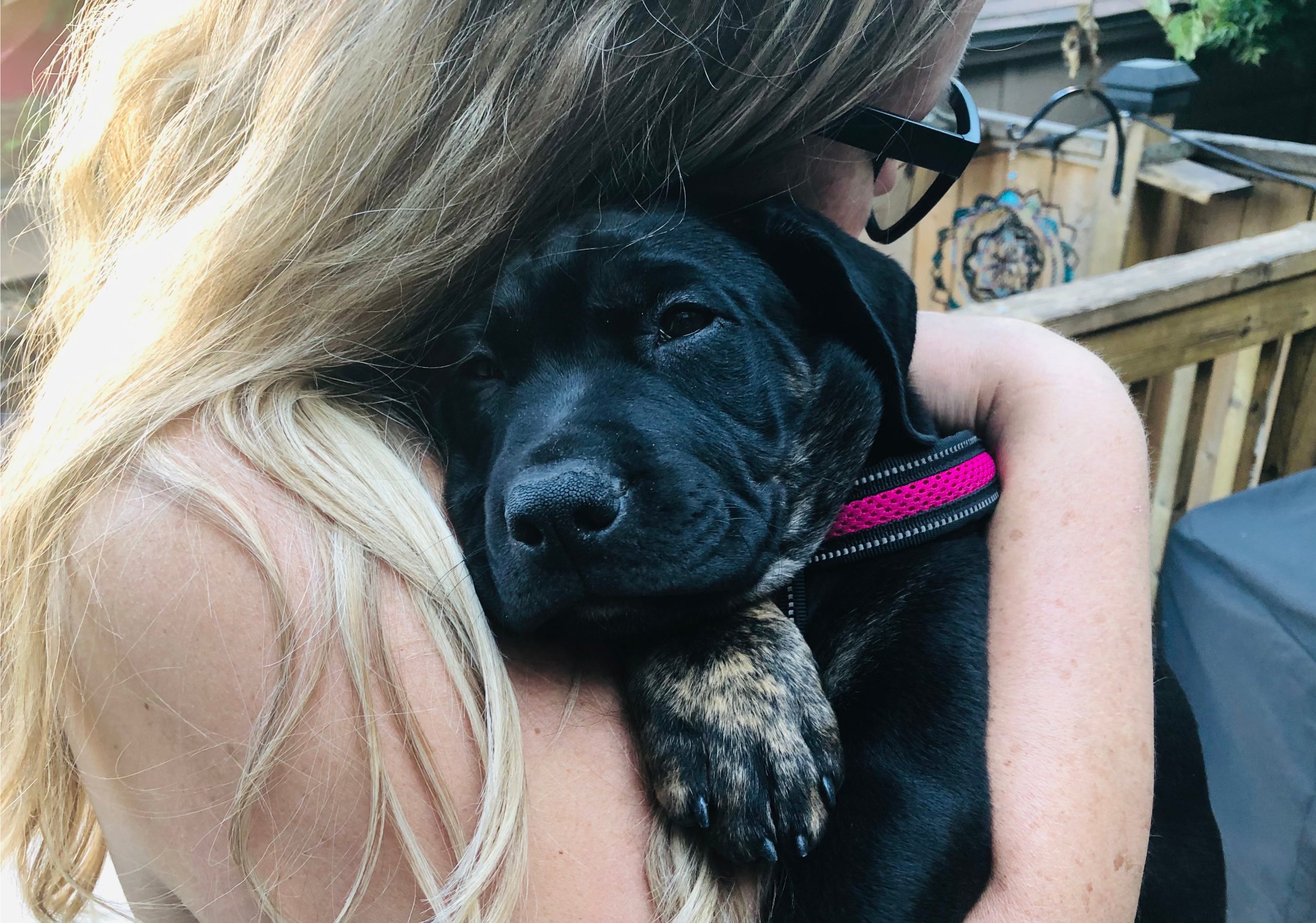 What Does The Black Dog Symbolize