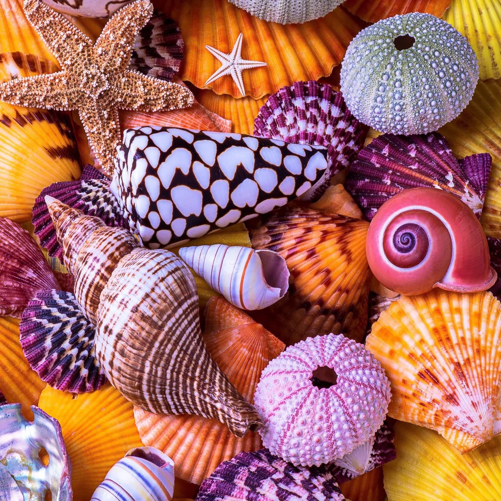 Nautilus Puzzles - SavvyMom