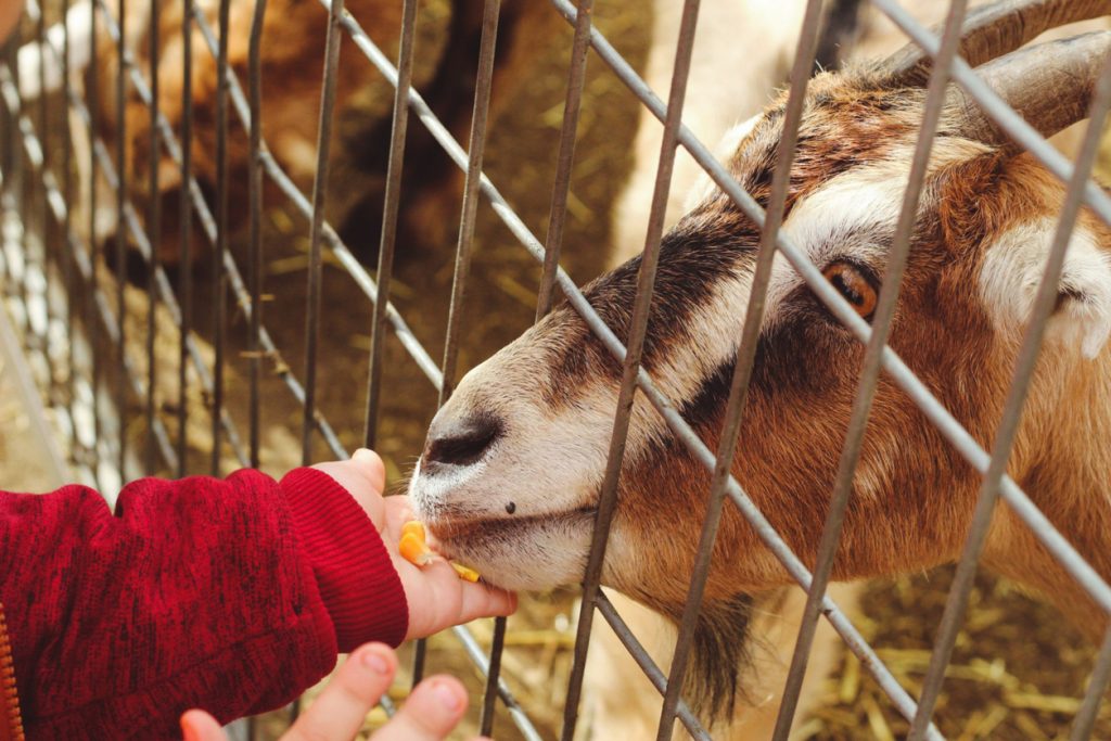 Fun Farms and Petting Zoos in Calgary - SavvyMom