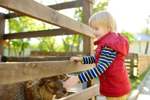 Fun Farms & Petting Zoos in Toronto - SavvyMom