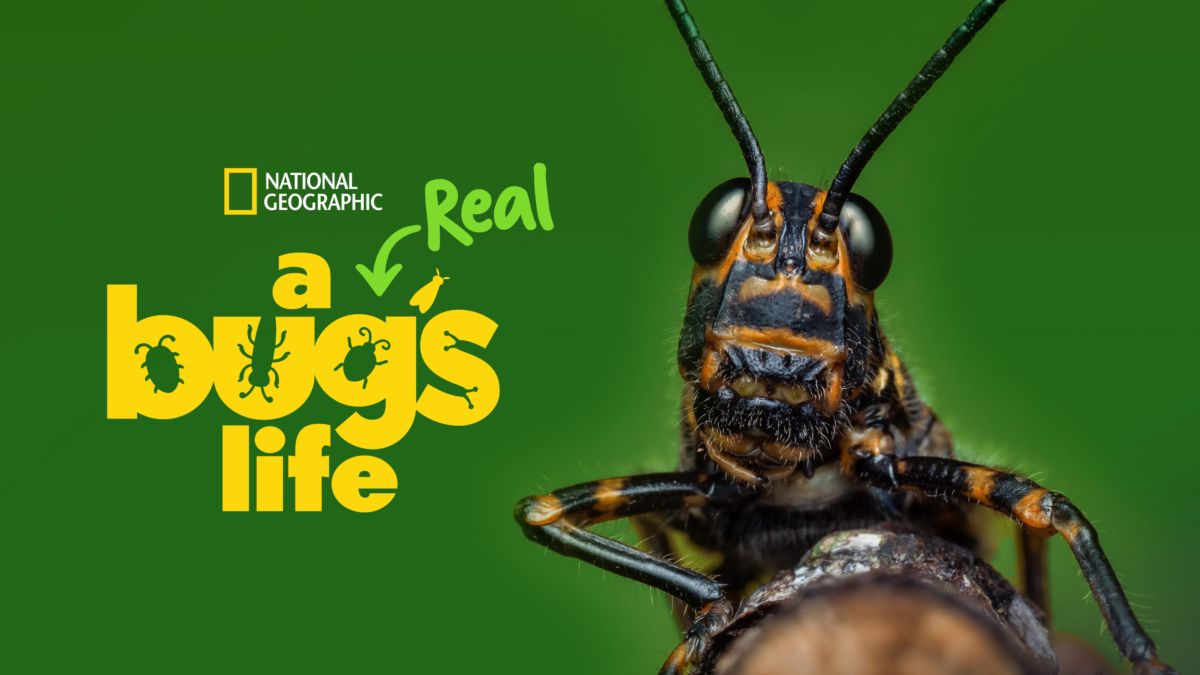 A Real Bug's Life Streaming in January - SavvyMom