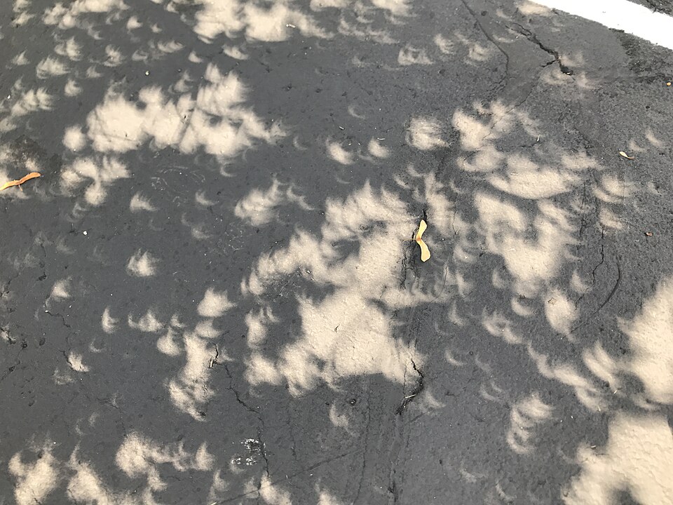 Solar Eclipse Tree Leaves Pinhole Camera from Wikimedia - SavvyMom