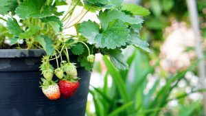 Toronto Gardening with Kids Growing Strawberries - SavvyMom
