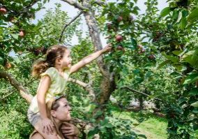 Apple Picking Near Toronto - SavvyMom
