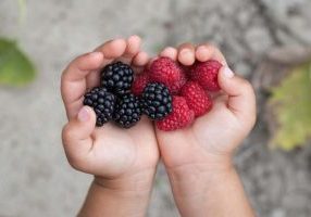 berry picking Calgary