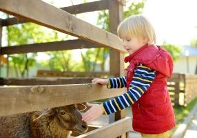 Fun Farms & Petting Zoos in Toronto - SavvyMom