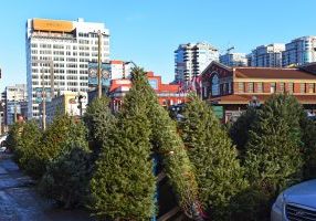 Ottawa Christmas Tree Lots and Farms - SavvyMom