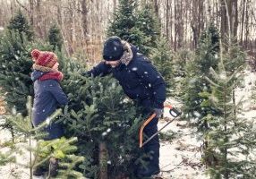 Real Christmas Trees in Toronto - SavvyMom