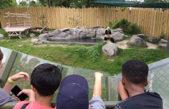 TorontoZooPandas