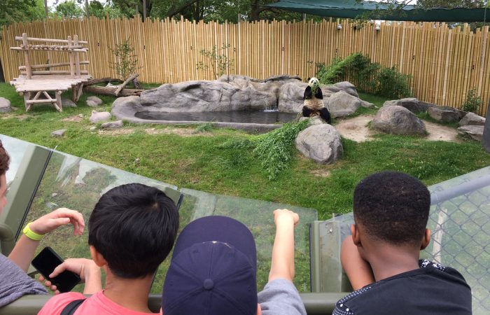 TorontoZooPandas
