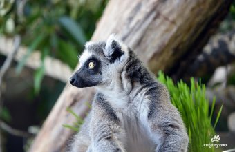 Land of Lemurs_1