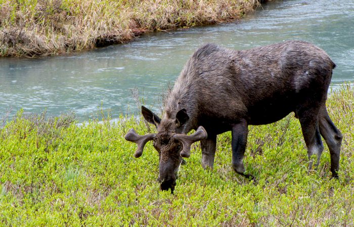 wildlife_feature