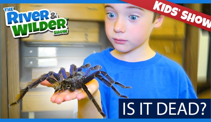 spiders3
