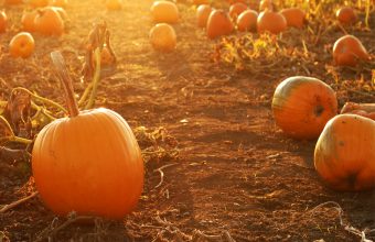 Pumpkin Patches Calgary