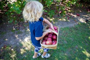 Best Apple Orchards around Toronto