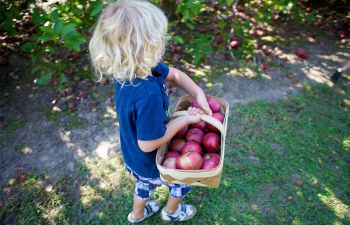 Best Apple Orchards around Toronto