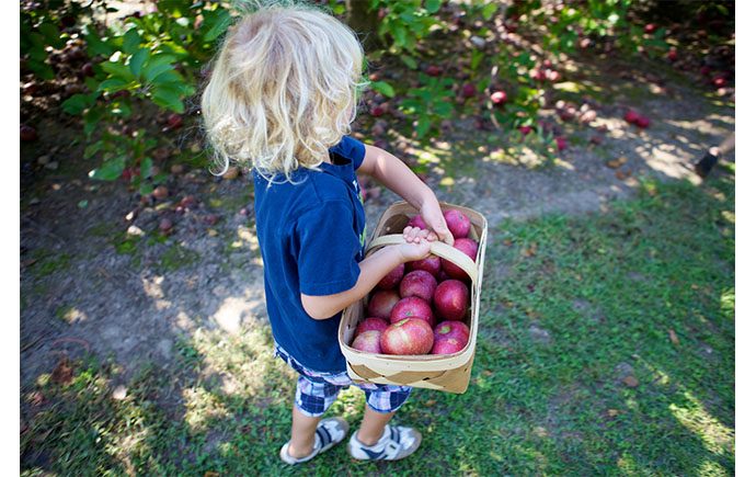 Best Apple Orchards around Toronto