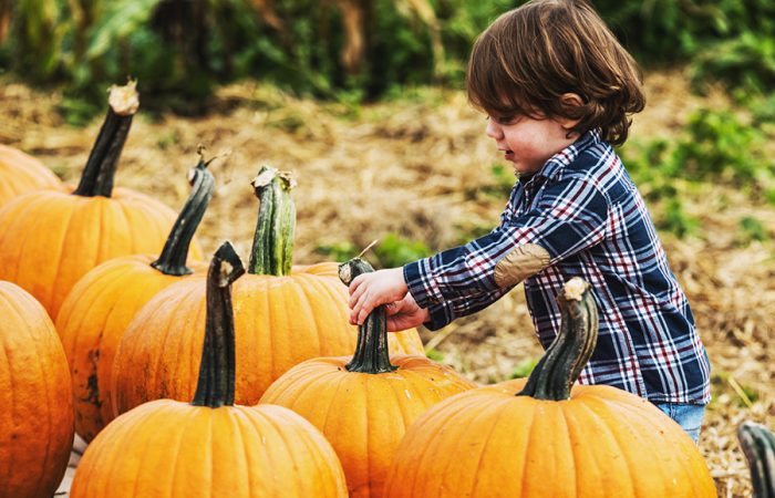 A two year old boy makes his selection from a wide variety of pumpkins.