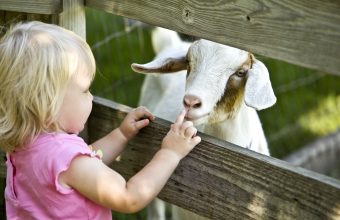Vancouver Animal Birthday Parties_feature