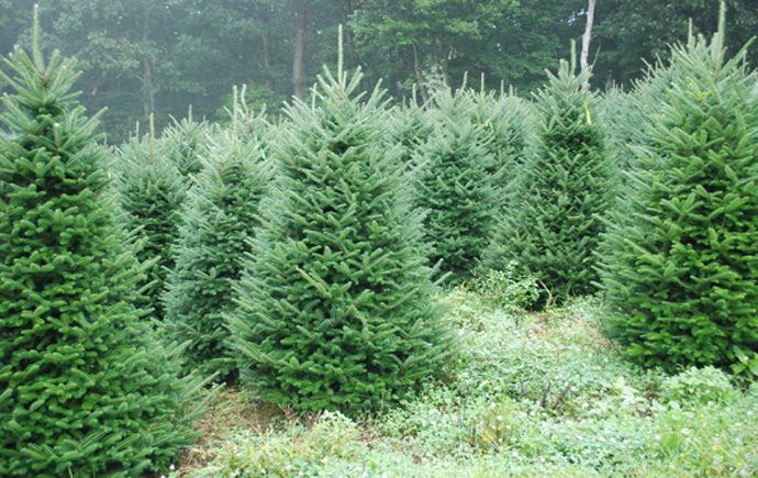 EZ Tree