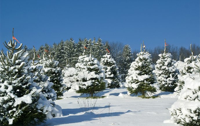Chickadee Farms