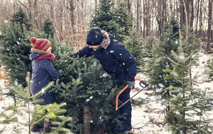 Where to Get the Perfect Tree in Ottawa