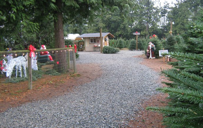 5 U Cut Christmas Tree Spots In Vancouver Page 2