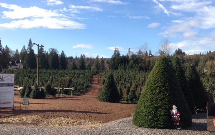 Dogwood Christmas Tree Farm