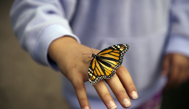 Ottawa Butterflies in Flight